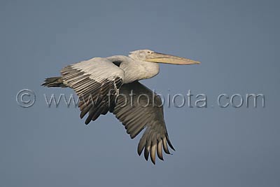     Pelecanus crispus