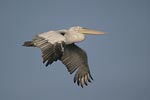 Dalmatian Pelican   Pelecanus crispus