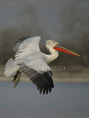      Pelecanus crispus