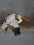 Dalmatian Pelican    Pelecanus crispus