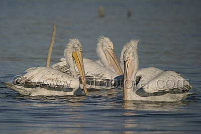     Pelecanus crispus