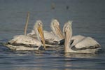 Dalmatian Pelican   