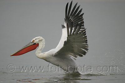      Pelecanus crispus