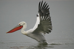 Dalmatian Pelican    