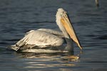 Dalmatian Pelican   Pelecanus crispus