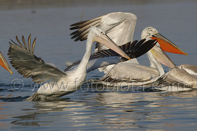      Pelecanus crispus