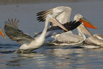 Dalmatian Pelican    Pelecanus crispus