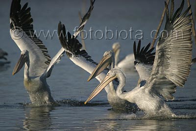     Pelecanus crispus