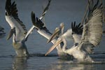 Dalmatian Pelican   