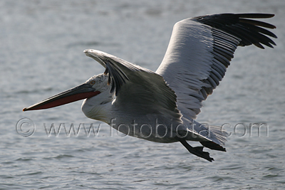      Pelecanus crispus