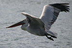 Dalmatian Pelican    Pelecanus crispus