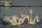 Dalmatian Pelican   Pelecanus crispus