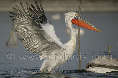      Pelecanus crispus