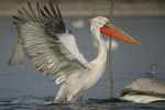 Dalmatian Pelican    Pelecanus crispus