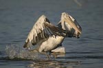 Dalmatian Pelican   Pelecanus crispus