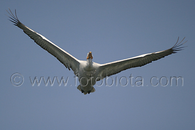      Pelecanus crispus