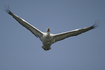 Къдроглав пеликан    