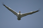 Dalmatian Pelican    Pelecanus crispus