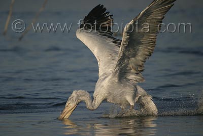     Pelecanus crispus