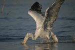 Dalmatian Pelican   Pelecanus crispus