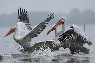      Pelecanus crispus