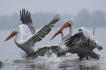 Dalmatian Pelican    Pelecanus crispus