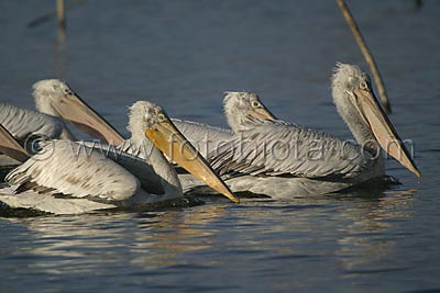     Pelecanus crispus