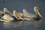 Dalmatian Pelican   Pelecanus crispus