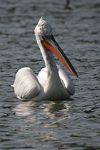 Dalmatian Pelican    Pelecanus crispus