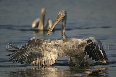     Pelecanus crispus