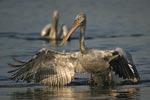 Dalmatian Pelican   Pelecanus crispus