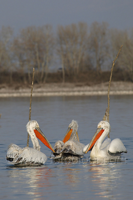      Pelecanus crispus