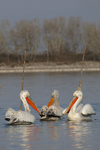 Dalmatian Pelican    