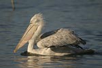 Dalmatian Pelican   Pelecanus crispus