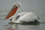 Dalmatian Pelican    Pelecanus crispus