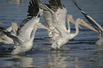 Dalmatian Pelican   Pelicanus crispus