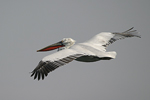 Dalmatian Pelican    