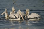 Dalmatian Pelican   Pelecanus crispus