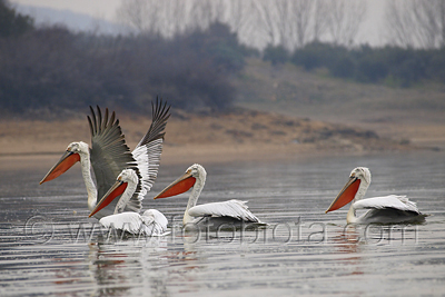      Pelecanus crispus