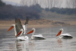 Dalmatian Pelican    Pelecanus crispus