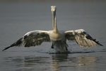 Dalmatian Pelican    Pelecanus crispus