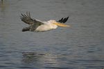 Dalmatian Pelican   Pelecanus crispus