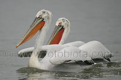      Pelecanus crispus