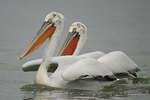 Dalmatian Pelican    Pelecanus crispus