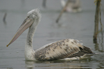 Dalmatian Pelican    Pelecanus crispus