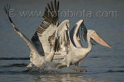    Pelecanus crispus