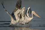 Dalmatian Pelican   