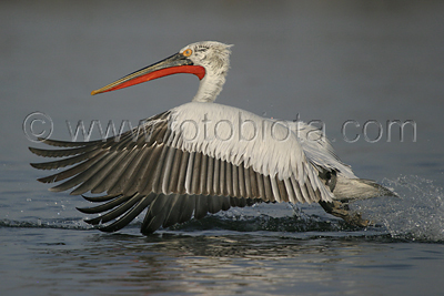      Pelecanus crispus