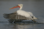 Dalmatian Pelican    Pelecanus crispus