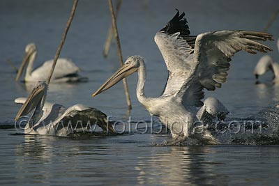     Pelecanus crispus